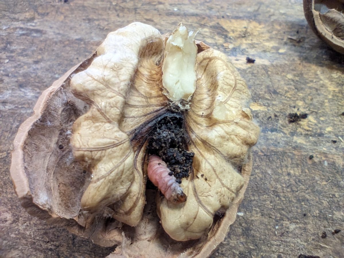Carpocapsa: las larvas recién nacidas buscan rápidamente penetrar en los frutos, cavando una galería para llegar a las semillas.