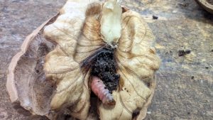 Control sustentable de carpocapsa en nogales de Río Negro