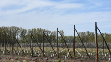 El 32% de la superficie cultivada con frutas de pepita y carozo de Río Negro la concentran 37 productores con más de 100 hectáreas cada uno, según datos del año pasado. Foto: Juan Thomes
