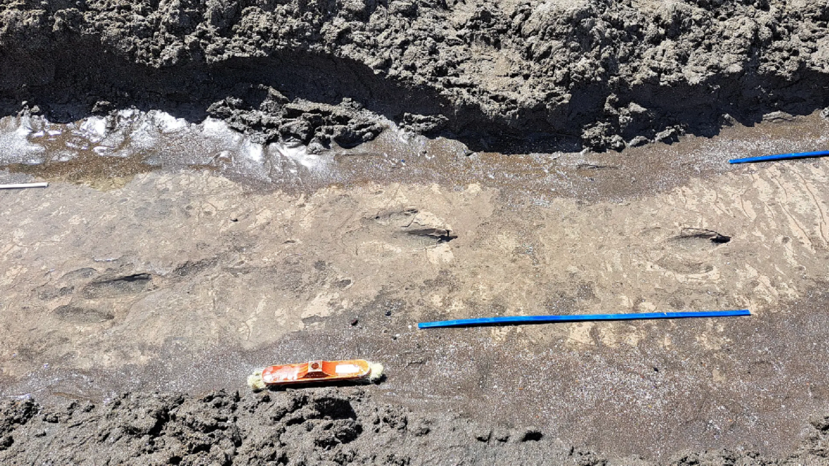 Descubrieron huellas de un ave prehistórica gigante en una playa patagónica 