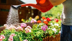 Conocé estos tips sencillos, caseros e infaltables para tener tu jardín espectacular