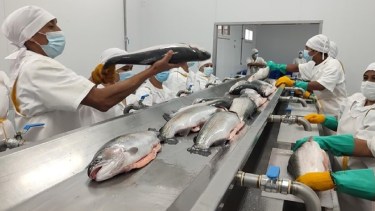 Exportará a la Unión Europea. 