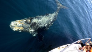 En Puerto Madryn las ballenas se acercan a los turistas: así es esta excursión inolvidable