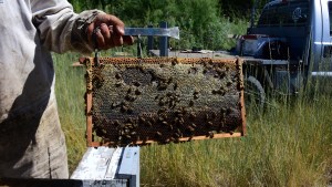 Difícil situación para los apicultores del valle de Viedma