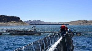 Truchas de calidad: protocolo para mejorar la producción de salmónidos en Neuquén y ampliar mercados