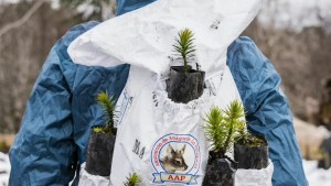 Así ayudan a restaurar el bosque natural de Ñorquinco: plantan 3.000 araucarias araucana