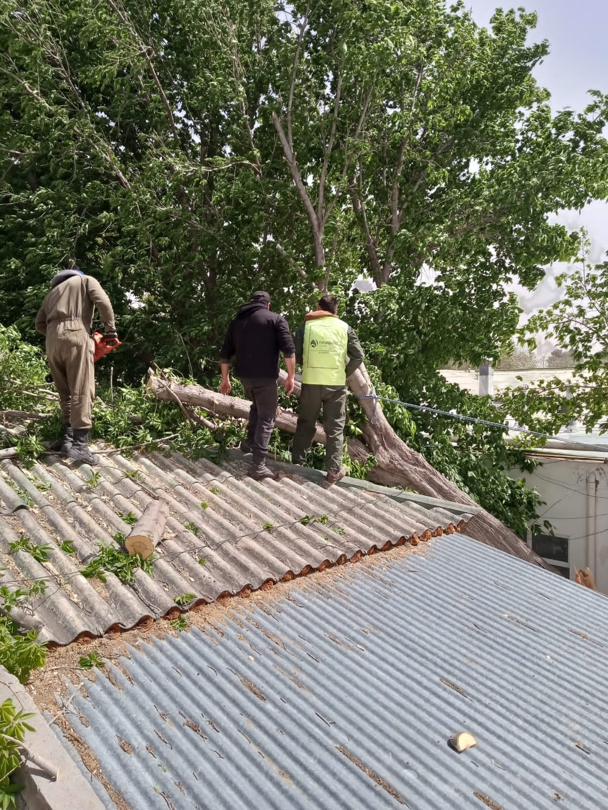Alerta por vientos en Neuquén: un árbol cayó sobre el área de pediatría del hospital Bouquet Roldán 