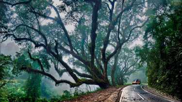 El Sendero Bosque del Cielo se encuentra en el Parque Nacional Calilegua y es un recorrido corto con un lindo recorrido por la naturaleza de la selva.