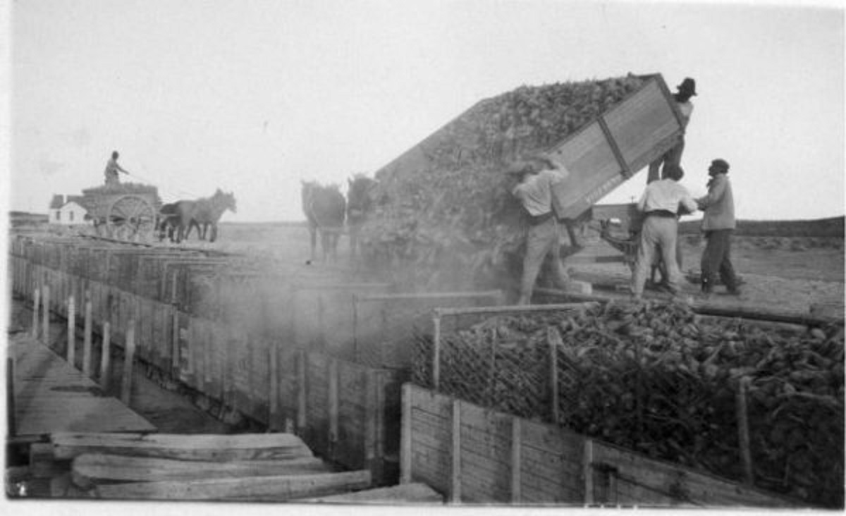 Año 1934: Miles de kilos de remolacha era descargados en vagones para llegar al Ingenio. Foto: Colección Inés Luna.