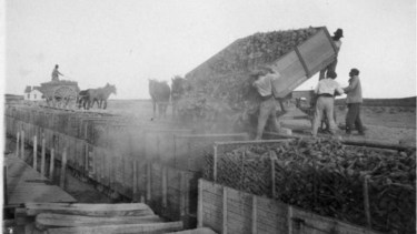 Año 1934: Miles de kilos de remolacha era descargados en vagones para llegar al Ingenio. Foto: Colección Inés Luna.