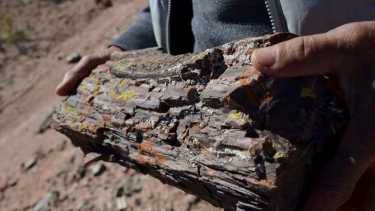 Reconocen al bosque petrificado que muestra cómo era el hogar de los dinos en Neuquén