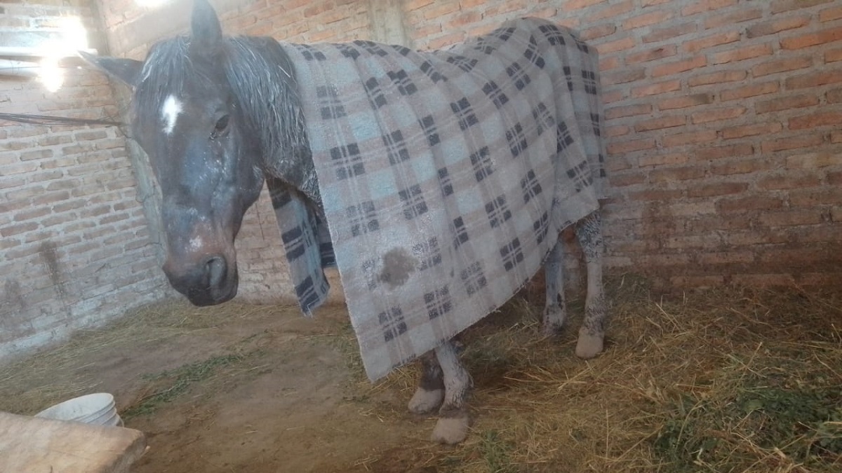 Encontraron a "Laucha", el caballo que fue robado en Cervantes. Foto: gentileza