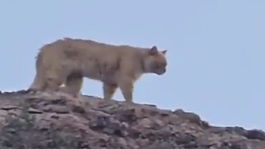 Video | ¿Puma o gato montés?: mirá la sorpresa que se llevaron vecinos de Centenario