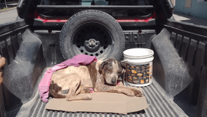 Maltrato animal: rescataron a un perro en estado crítico en Regina