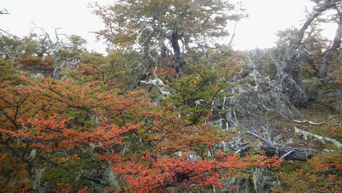 Ñire. Tiene amplia distribución en toda la Cordillera de la Patagonia.