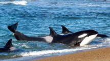 Imagen de Lanzaron la temporada 2026 de orcas en Chubut: estos son los precios para residentes y turistas nacionales