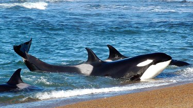 Lanzaron la temporada 2026 de orcas en Chubut: estos son los precios para residentes y turistas nacionales