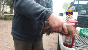 Megaoperativo en Vista Alegre: encontraron un animal silvestre y hubo cinco allanamientos