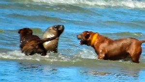 Las Grutas: prohíben ir con perros a la playa tras el ataque al lobito marino y las multas serán de $13.000