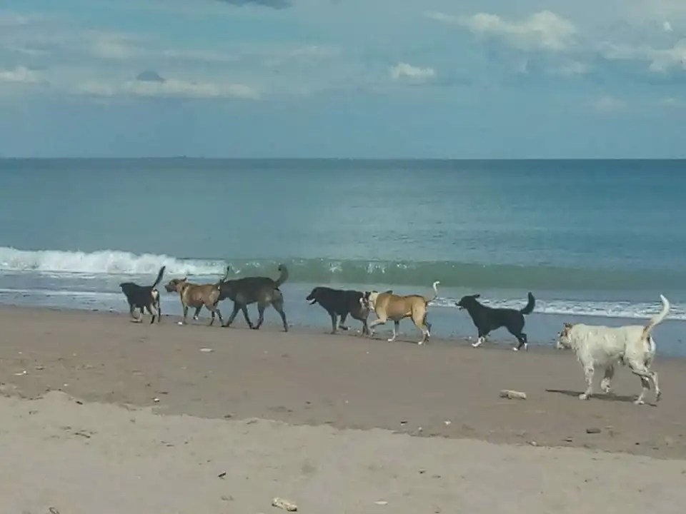Los perros son un problema en las playas de Las Grutas