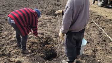 Cultivo de pistacho en Plottier: esperan mejores resultados con ensayo experimental