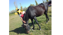 Imagen de Desesperada búsqueda de un caballo en Cervantes: «Es la única compañía de mi papá»