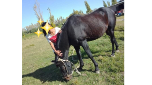 Desesperada búsqueda de un caballo en Cervantes: «Es la única compañía de mi papá»