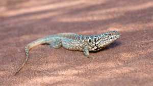 Nueva especie en Vaca Muerta: una lagartija única en el mundo fue presentada hoy en Roca
