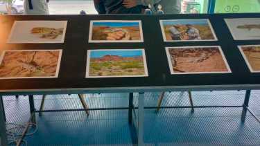 Hoy se presentó en Roca la especie de lagartija única en el mundo. Foto: Juan Thomes