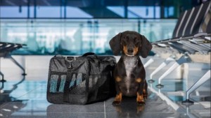 Volar con mascotas: nuevo sistema digital para sacar el certificado veterinario y un lugar en Bariloche que los recibe
