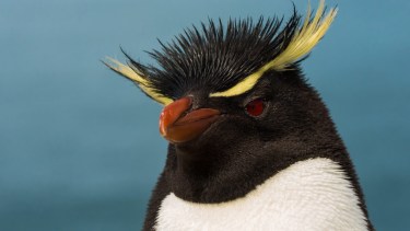 La fascinante visita a Isla Pingüinos: descubrí los secretos de Puerto Deseado