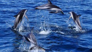 Navegar con delfines: la increíble experiencia que podés vivir en Puerto Madryn