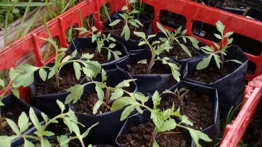 Permacultura urbana: cómo se practica hoy esta técnica en El Bolsón