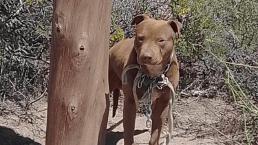 El perrito estaba atado a un poste, en la zona norte de la ciudad. Foto gentileza