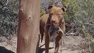 El conmovedor rescate de un perro abandonado y atado con una cadena en Roca