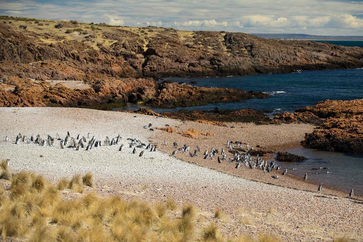 El Área Natural Protegida Cabo Dos Bahías  protege una gran colonia de pingüinos de Magallanes que puede visitarse de septiembre a abril. Foto: La Ruta Natural.