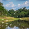 Imagen de Se ralentiza la deforestación y América Latina fue clave