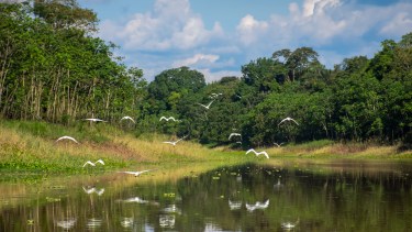 Se ralentiza la deforestación y América Latina fue clave