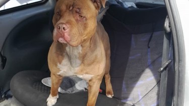 Estuvo por más de un ahora en un auto ajeno (Foto: gentileza)