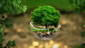 Día Mundial de la Ecología: ¿cómo podemos ser más amigables con el ambiente?