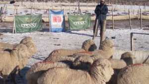 Para revalorizar el ganado ovino, impulsan el engorde a corral en Ingeniero Jacobacci