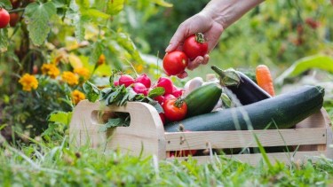 La huerta en casa es una opción saludable para el consumo de verduras de estación.-