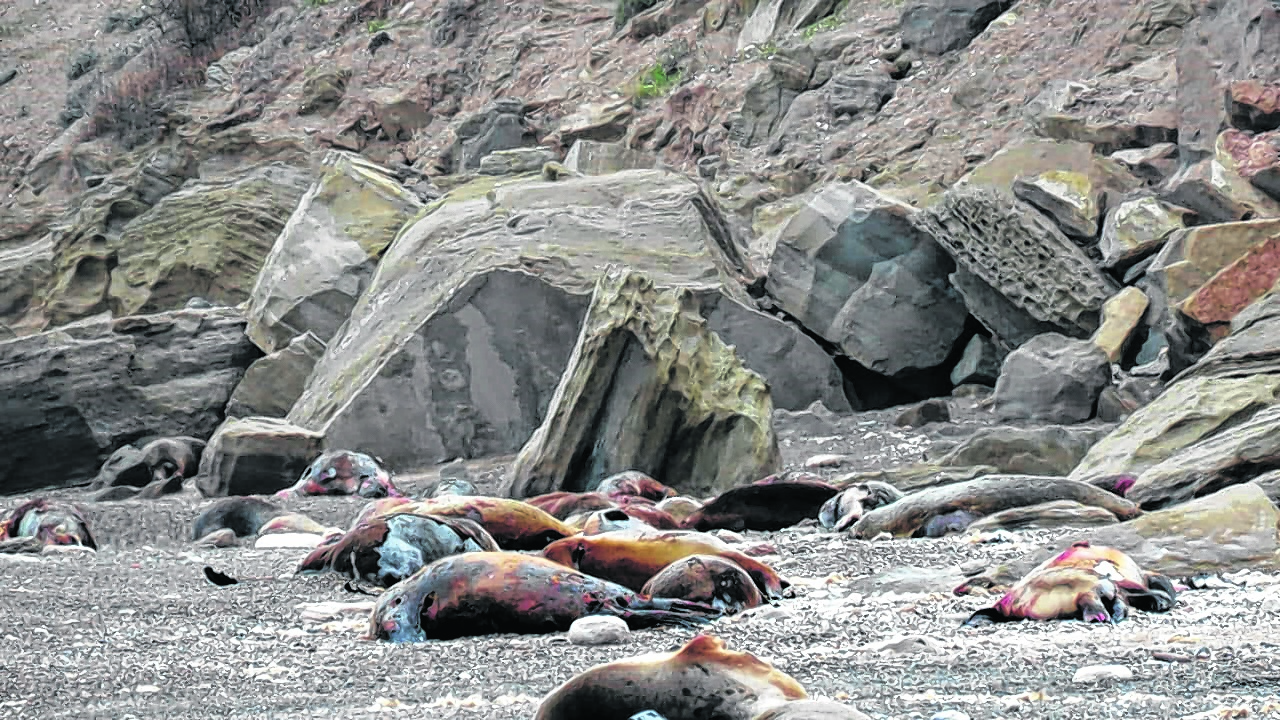 Viedma - 02/11/2023
Cientos de lobos marinos muertos por gripe aviar ocupan las playas cercanas a la reserva de punta bermeja. En la foto lobos muertos en el balneario la loberia
Foto: gentileza