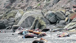 Un balneario hecho cementerio de lobos: el drama ambiental jaquea la temporada en La Lobería