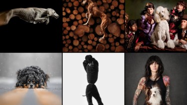 Ganadores en la competencia Dog Photographer of the Year. Collage por elaborción propia. Fuente: Dog Photographer of The Year.