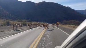 Estado de rutas de Neuquén hoy, lunes 6 de noviembre de 2023