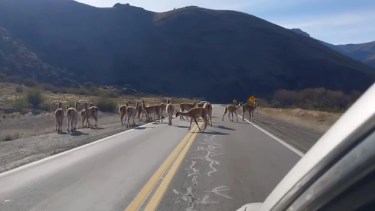 Estado de rutas de Neuquén hoy, lunes 6 de noviembre de 2023