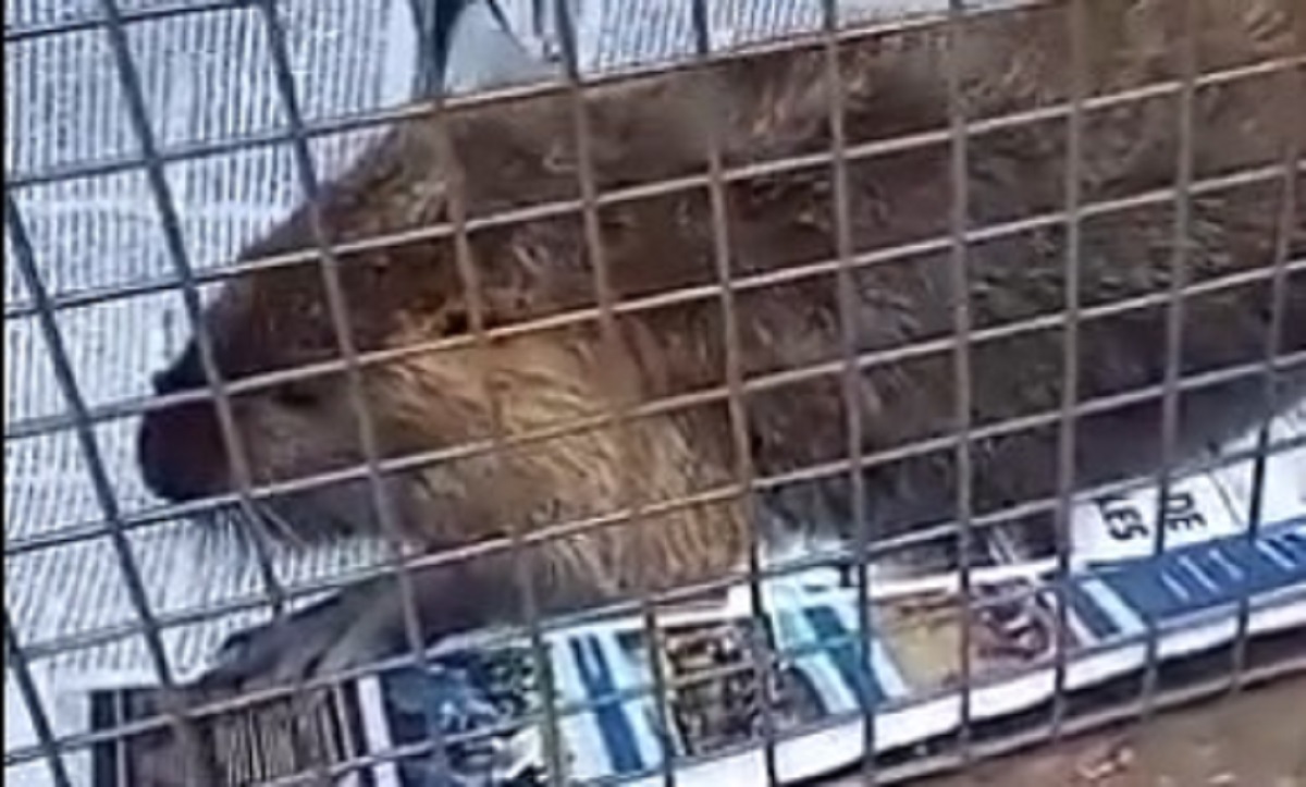 La nutria fue trasladada en una jaula a una veterinaria de Neuquén. Foto: Gentileza.