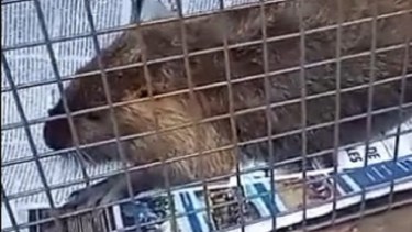 Encontraron una nutria abandonada en el centro de Cipolletti