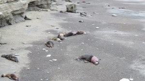 Video | Gripe aviar en la Lobería: la sudestada se llevó varios cuerpos y comienzan el retiro